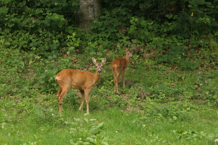 Chevreuils au chalet - 022